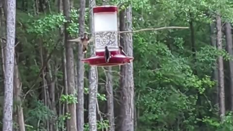 Cannon Farm - Woah, Humming birds! #hummingbird #farm #homestead #country #countrylife