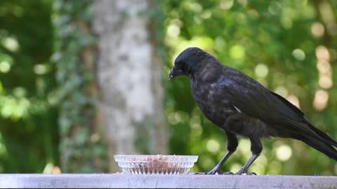 Hungry Crow