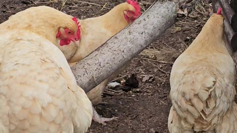 OMC! Orpington overwatch - Hen perched watching her friends! #friends #perched #chickens #shorts