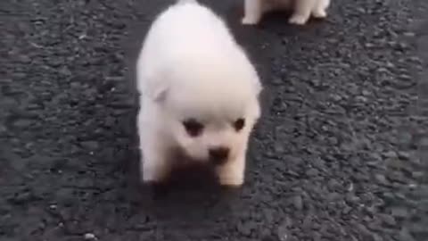 baby dogs Videos cutest moment