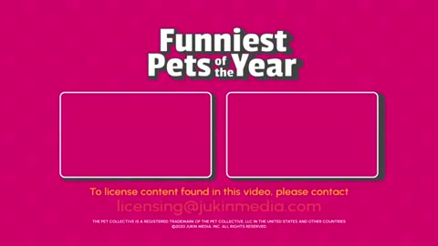 Funniest Pet Videos of the Year