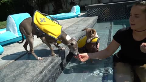 How To Teach Dog How To Swim