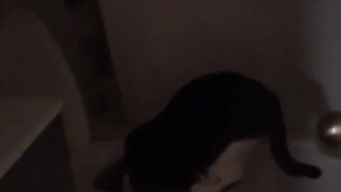 Black and white cat looking into toilet bowl