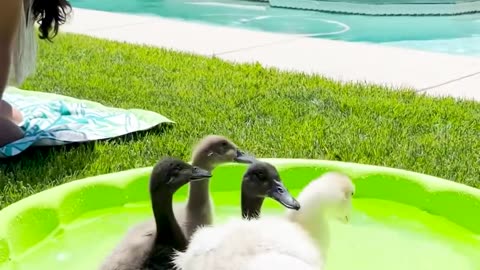 Harriet loves to be in the pool with her mom!