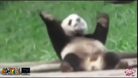 Animal Dancing funny videos 😂