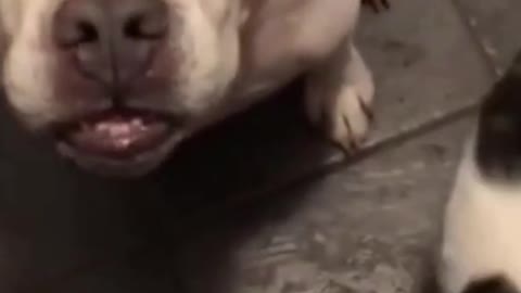 cute dog having a nice time