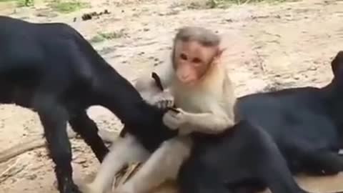 Amazing monkey and goat