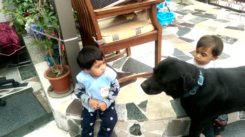 Twin babies adorably entertained by loving Labrador