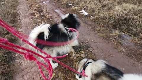 woo so cute High Angle Footage Of The Dogs Walking In The Road