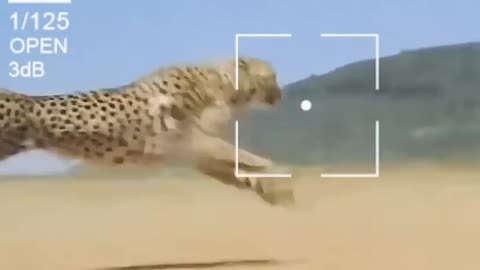 --Cheetah at full speed-- _short _animals _viral _shortsvideo _youtubeshorts