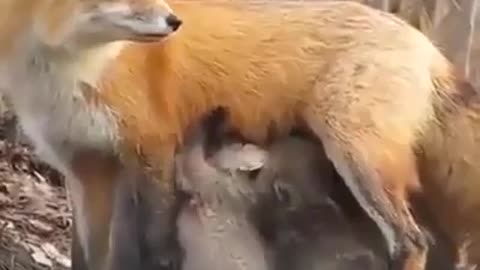 Strange feeding of fox to baby bear