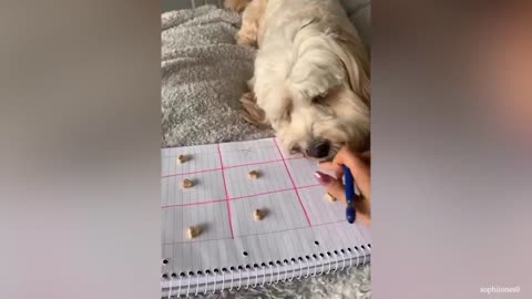 When you own a dog with an IQ 200 😲 - SMART DOGS Compilation 2024