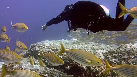 BEAUTY OF UNDERWATER WORLD SEALIFE VIDEO #25