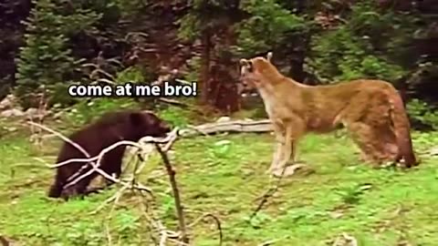 When Animals Messed With The Wrong Opponent