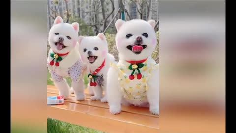 CUTE POMERANIAN PUPPIES DOING FUN | CUTE AND FUNNY DOGS