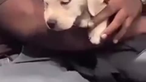 A man carrying a little puppy in his backpack on a local train has gone viral 😍🐶