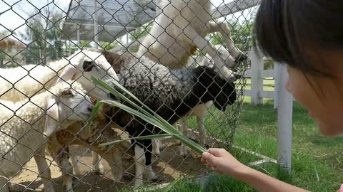 Happy Asian child feeding sheep in a farm