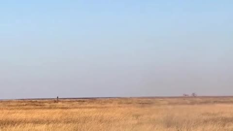 Lion attacks warthog burrow