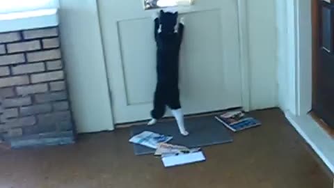 cat vs the mailman