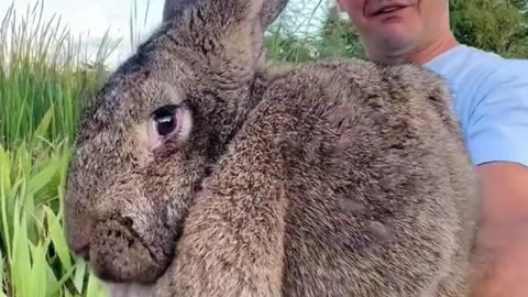 Wait, Is That a Rabbit or a Dog? Meet the Continental Giant Rabbit! 🐰🐕‍🦺