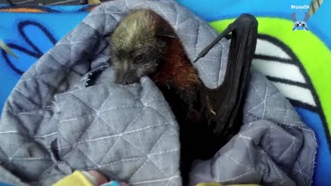 Transporting baby flying-foxes to a carer Auntie Jack rocks