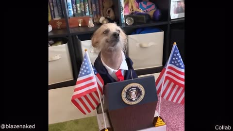 President Trump Dog.