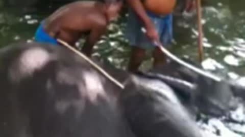 Elephants Bathing in the Outside Pool | Sri Lanka