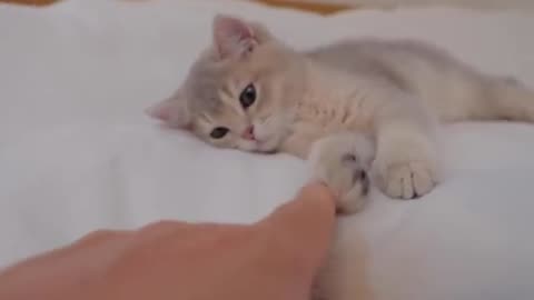 When I got sleepy, the kitten waiting for me on the bed was so cute...