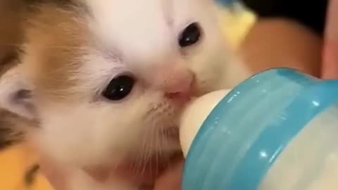 Adorable Kitten 🥰