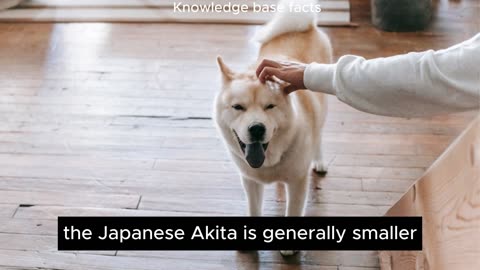 Top 10 Fascinating Facts About Akitas The Japanese Canine Royalty.