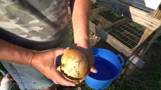 How to Grow Onions, Harvest Onions & Cure Onions from Start to Finish l Walla Walla Onions