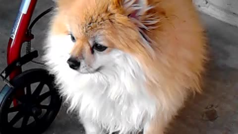 Connecting with Pomeranian