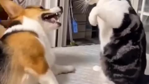 New funny Animals🥰 funniest cat and dog fight video