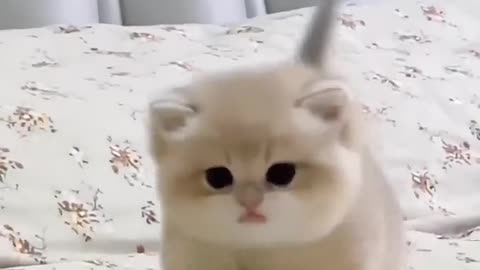 Cute baby kitten meow