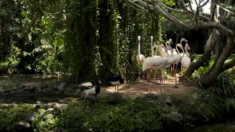 Group of flamingos on the shore of a lake