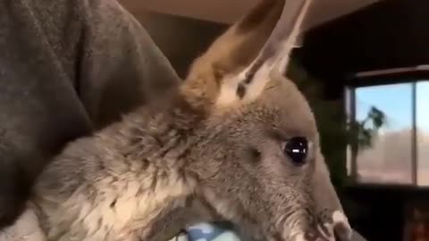 Baby Kangaroo