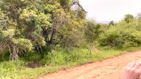 Angry Elephant Charges Safari Guide | Big 5 | African Wild Elephants