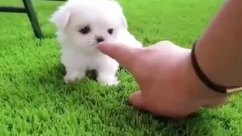 Omg super cute puppy