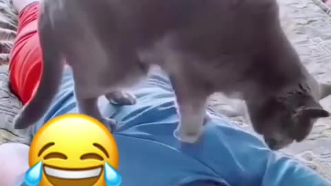 Cat Massage