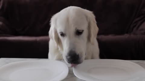 Do Dogs like Cooked or Raw Meat Golden Retriever Dog Bailey