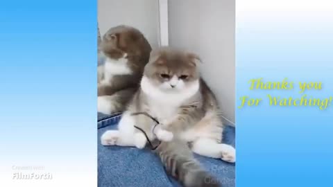 Very funny movement cat and dog