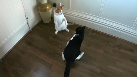 Cats Play Fighting (Compilation)