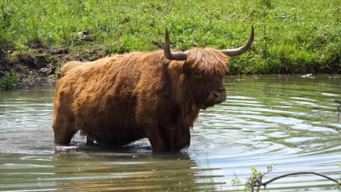 Cows Listen To Accordion Music, Happily Jingling Their Bells