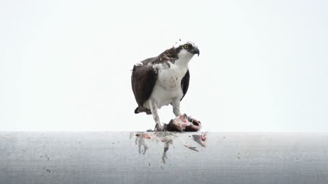 Osprey (Jack) Enjoying a Meal Near the Nest