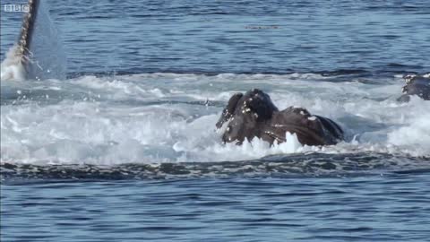 Whales' Bubble Net Fishing _ Nature's Great Events _ BBC Earth