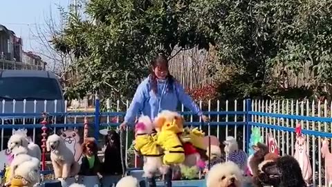 The Incredible Dog School Teaching Dogs Endless Tricks"