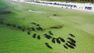 Manatee Parade