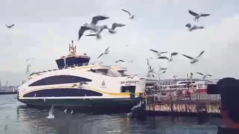 Beautiful birds are flying on turkey's Beach