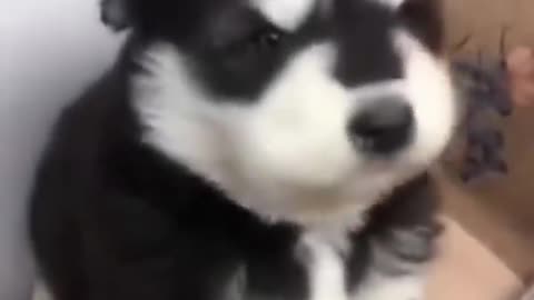 Baby husky howling cute