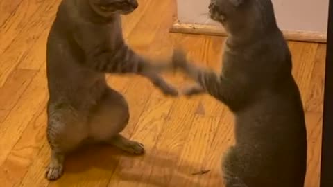 Two cats play patty cake kitty cat edition